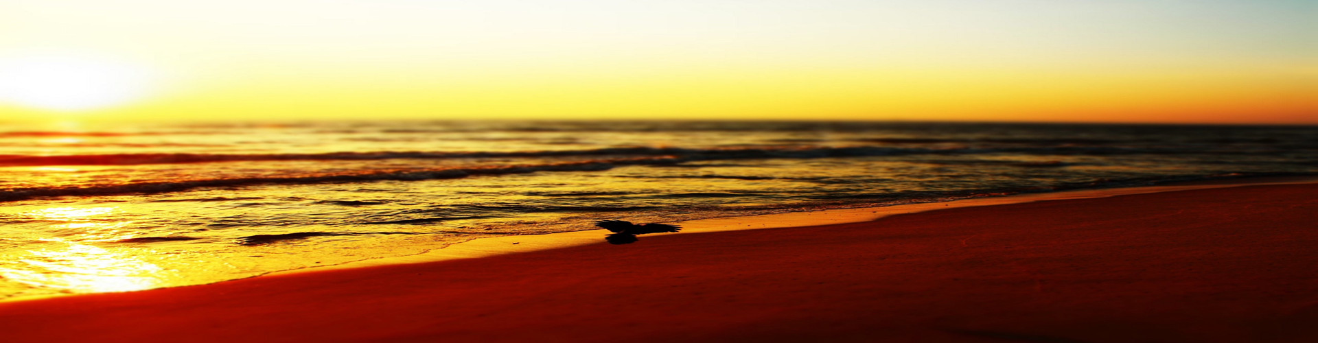 imageportofolio
